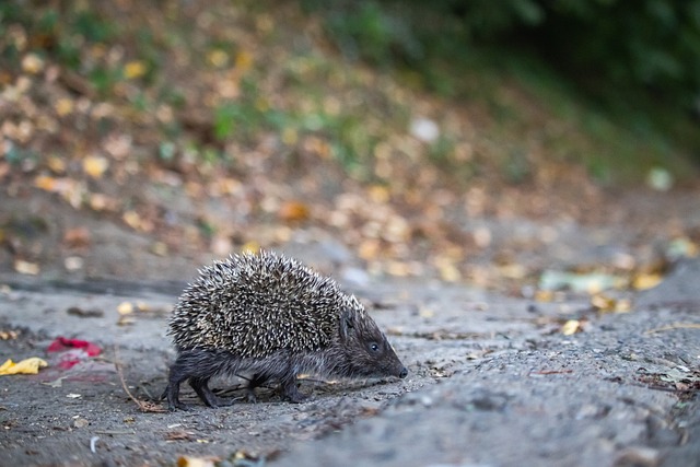 斯洛特：很不巧基耶萨病了，无论作为球员还是个人我都喜欢他